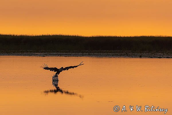 Bielik, orzeł bielik, birkut, Haliaeetus albicilla