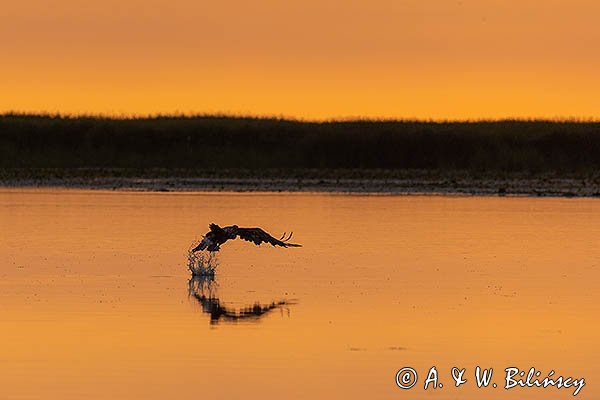 Bielik, orzeł bielik, birkut, Haliaeetus albicilla