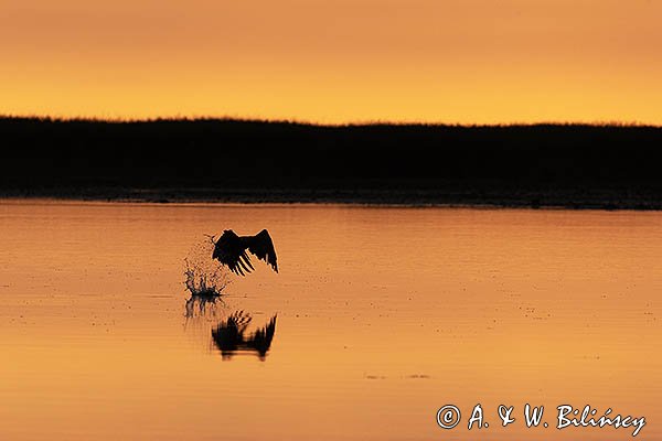 Bielik, orzeł bielik, birkut, Haliaeetus albicilla