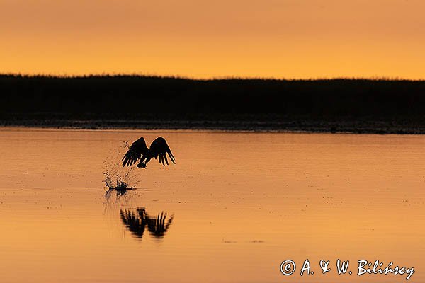 Bielik, orzeł bielik, birkut, Haliaeetus albicilla