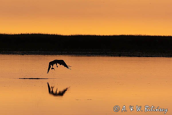 Bielik, orzeł bielik, birkut, Haliaeetus albicilla