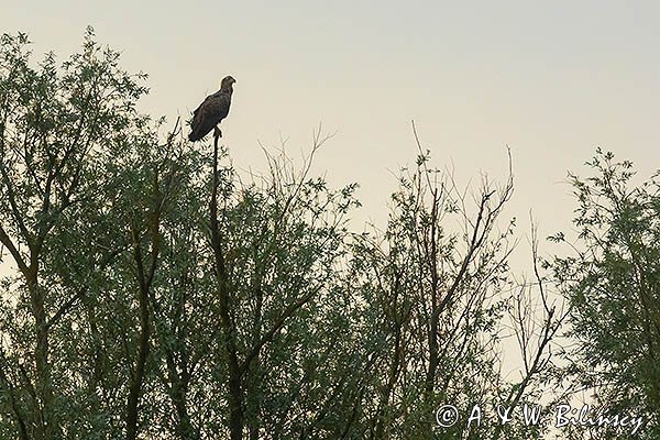Bielik, orzeł bielik, birkut, Haliaeetus albicilla