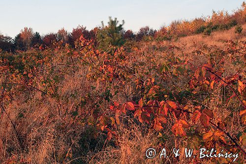 Bieszczady jesień Sokołowa Wola, jeżyny