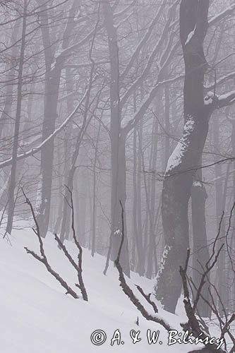 buczyna karpacka we mgle na soku Połoniny Caryńskiej, Bieszczady
