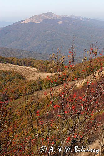 Na Bukowym Berdzie, Bieszczady