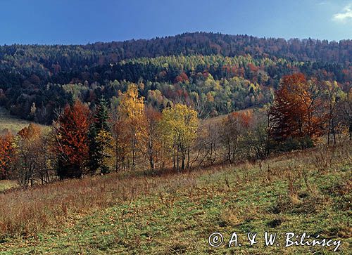 Jaworniki, Bieszczady, Polska, Europa