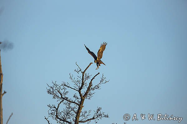 Błotniak stawowy, Circus aeruginosus, samica