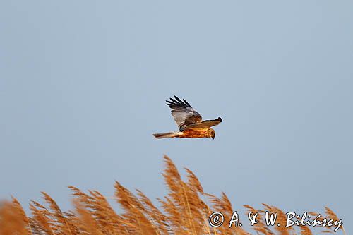 Błotniak stawowy, samiec, Circus aeruginosus