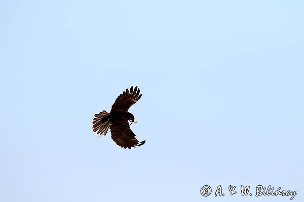 Błotniak stawowy, samica, Circus aeruginosus