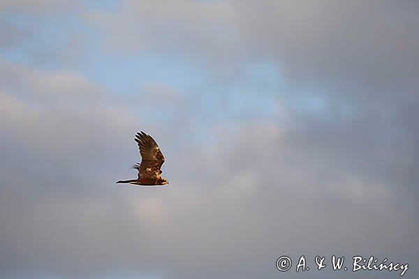 Błotniak stawowy, samica, Circus aeruginosus
