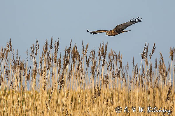 Błotniak stawowy, Circus aeruginosus, sylwetka