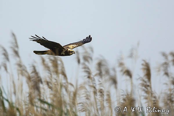 Błotniak stawowy, samica, Circus aeruginosus