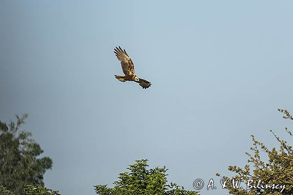 Błotniak stawowy, samica, Circus aeruginosus