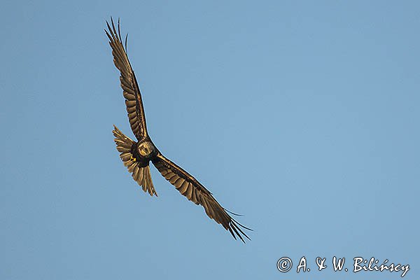 Błotniak stawowy, samica, Circus aeruginosus