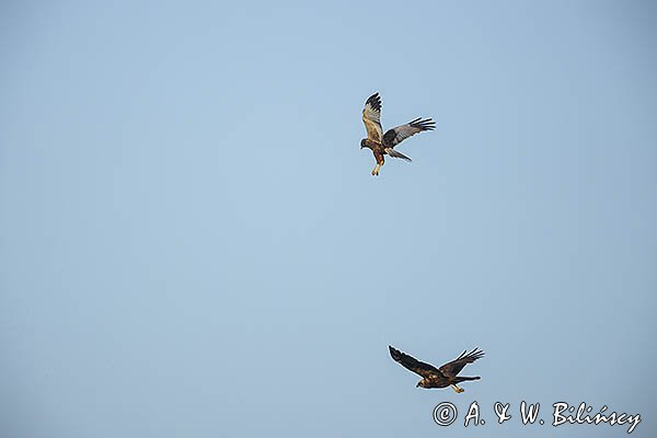 Błotniak stawowy, samica i samiec, para, Circus aeruginosus