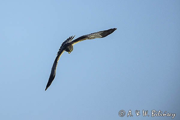 Błotniak stawowy, samiec, Circus aeruginosus