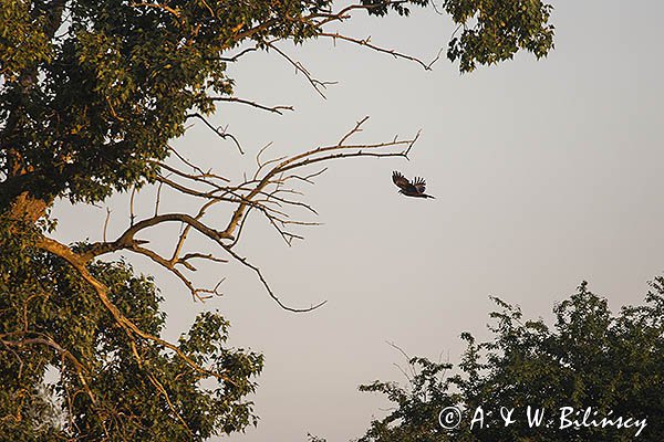 Błotniak stawowy, samica, Circus aeruginosus