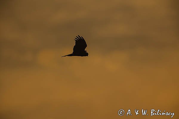 Błotniak stawowy, Circus aeruginosus, sylwetka