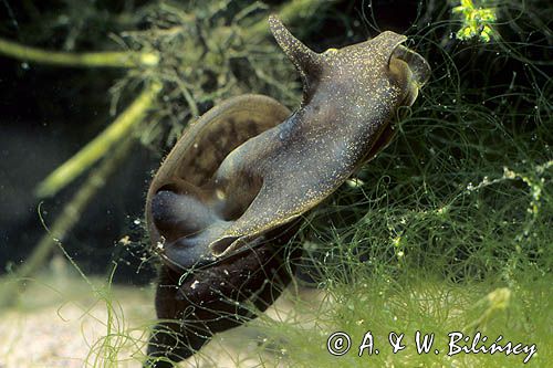 błotniarka stawowa ślimak, Lynmaea stagnalis