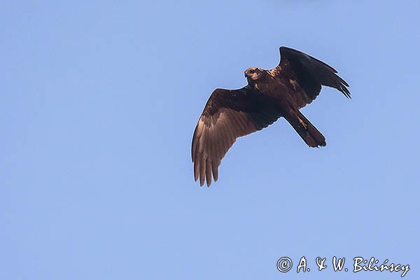 Błotniak stawowy, Circus aeruginosus, sylwetka, samica