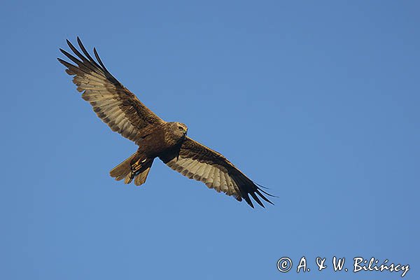 Błotniak stawowy, Circus aeruginosus, samica