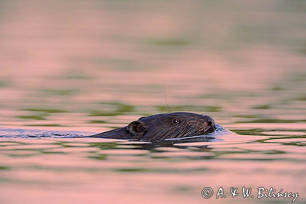Bóbr, Castor fiber