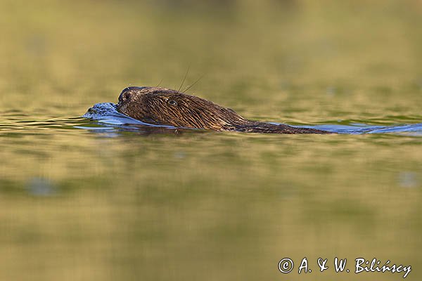 Bóbr, Castor fiber