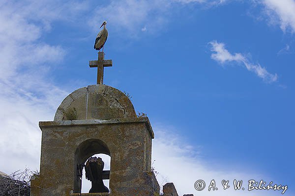 Bocian biały, Ciconia ciconia, w Vanes, Hiszpania