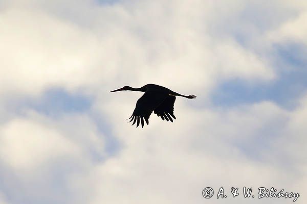 bocian czarny, Ciconia nigra, w locie