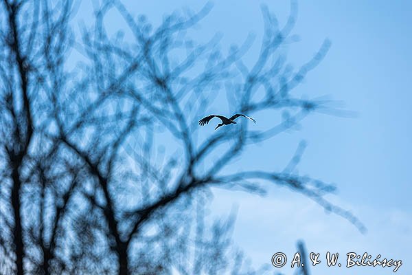 Bocian czarny, Ciconia nigra, Bieszczady