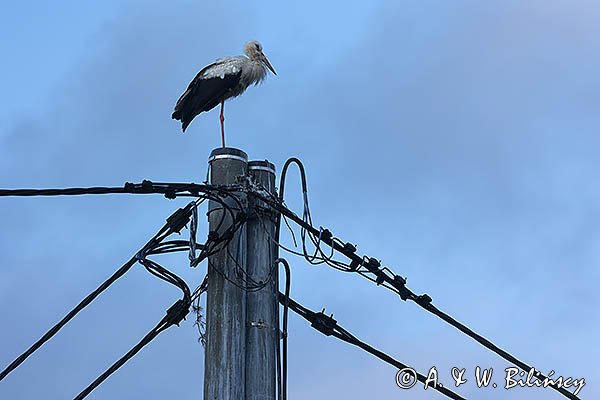 Bocian biały, Ciconia ciconia
