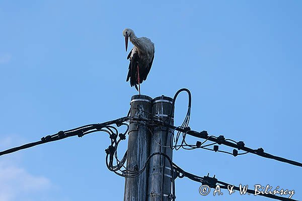 Bocian biały, Ciconia ciconia