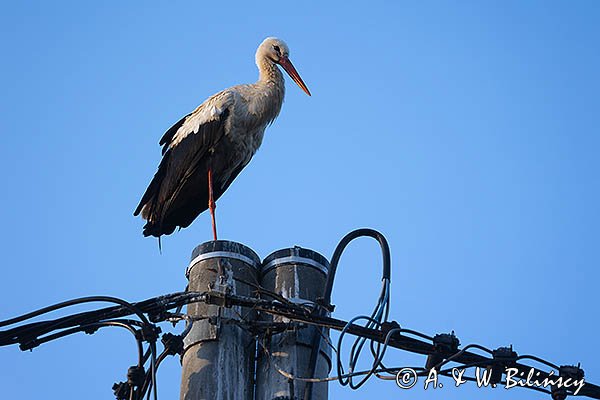 Bocian biały, Ciconia ciconia