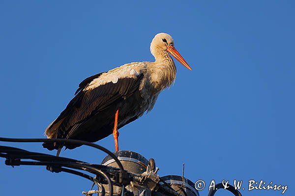 Bocian biały, Ciconia ciconia
