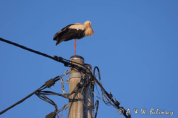 Bocian biały, Ciconia ciconia
