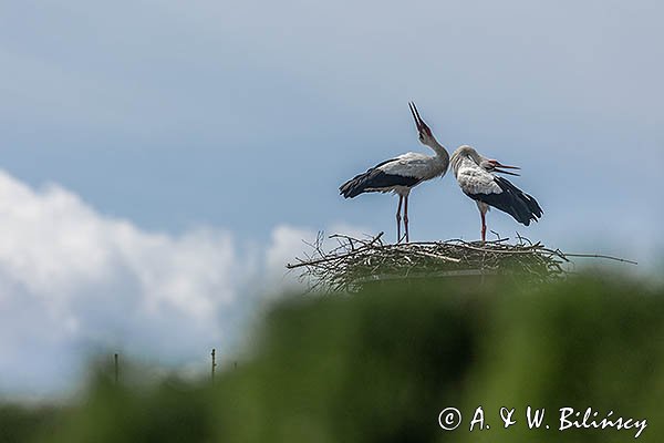 Bocian biały, Ciconia ciconia, para na gnieździe