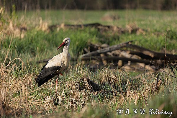 Bocian biały, Ciconia ciconia