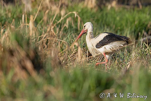 Bocian biały, Ciconia ciconia