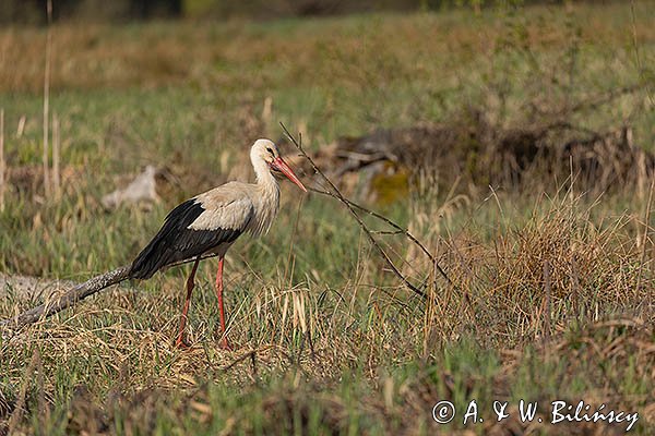 Bocian biały, Ciconia ciconia