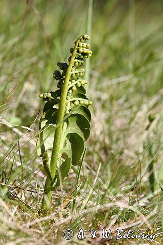 Botrychium lunaria, Podejźrzon księżycowy