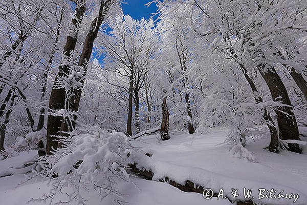 Ośnieżony las bukowy pod Tarnicą, Bieszczadzki Park Narodowy, Bieszczady