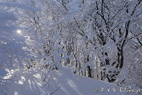 Ośnieżony las bukowy pod Tarnicą, Bieszczadzki Park Narodowy, Bieszczady