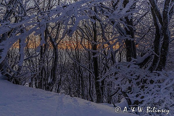 Ośnieżony las bukowy pod Tarnicą, Bieszczadzki Park Narodowy, Bieszczady