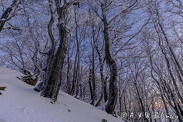 Ośnieżony las bukowy pod Tarnicą, Bieszczadzki Park Narodowy, Bieszczady