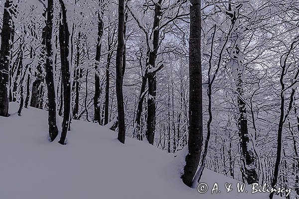 Ośnieżony las bukowy pod Tarnicą, Bieszczadzki Park Narodowy, Bieszczady