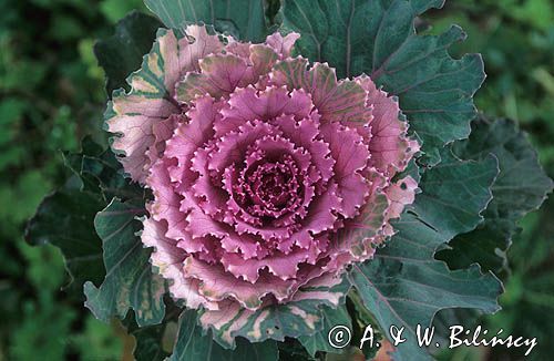 kapusta ozdobna - ornamental -Brassica oleracea