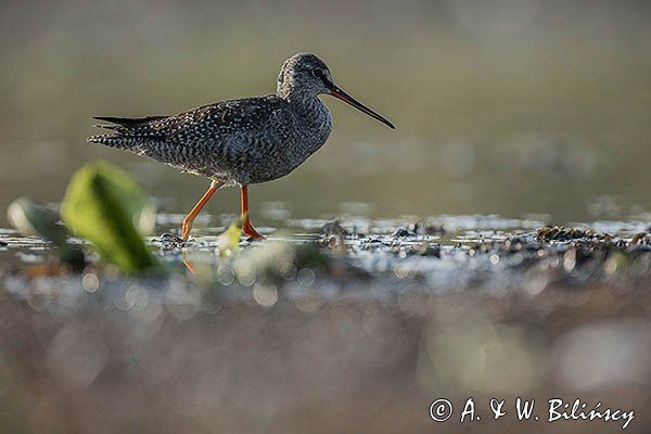 Brodziec śniady, Tringa erythropus