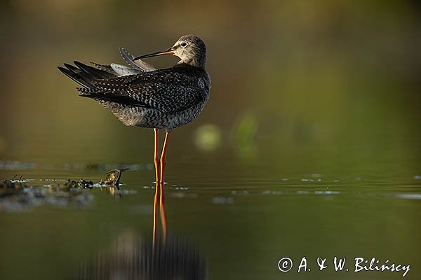 Brodziec śniady, Tringa erythropus