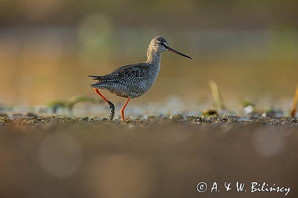 Brodziec śniady, Tringa erythropus