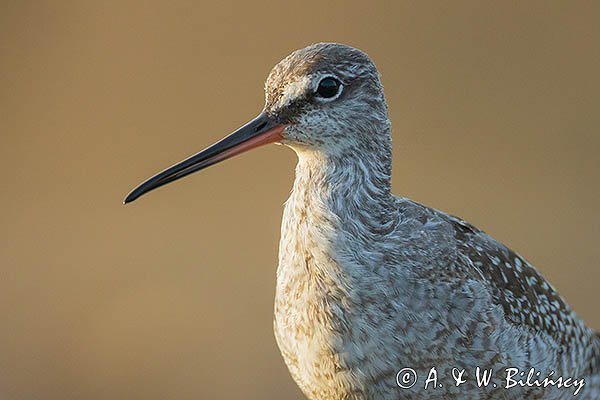 Brodziec śniady, Tringa erythropus